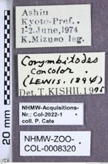 Etiketten zu Corymbitodes concolor (Lewis, 1894) (NHMW-ZOO-COL-0008320)